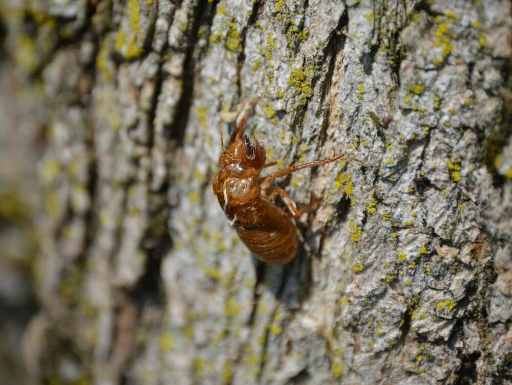 Para 'A regra dos 21 dias para criar hábitos: mito ou verdade?', a verdade é mais complexa do que um número fixo. Embora popu