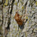 Para 'A regra dos 21 dias para criar hábitos: mito ou verdade?', a verdade é mais complexa do que um número fixo. Embora popu