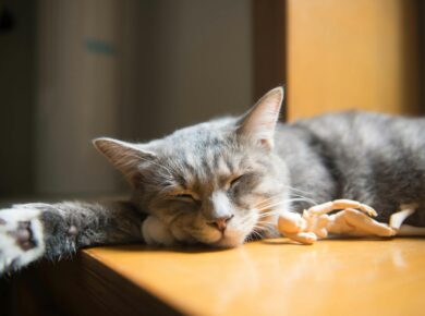 Para apneia do sono: sintomas silenciosos que você não deve ignorar, é crucial reconhecer sinais como ronco alto, pausas na r